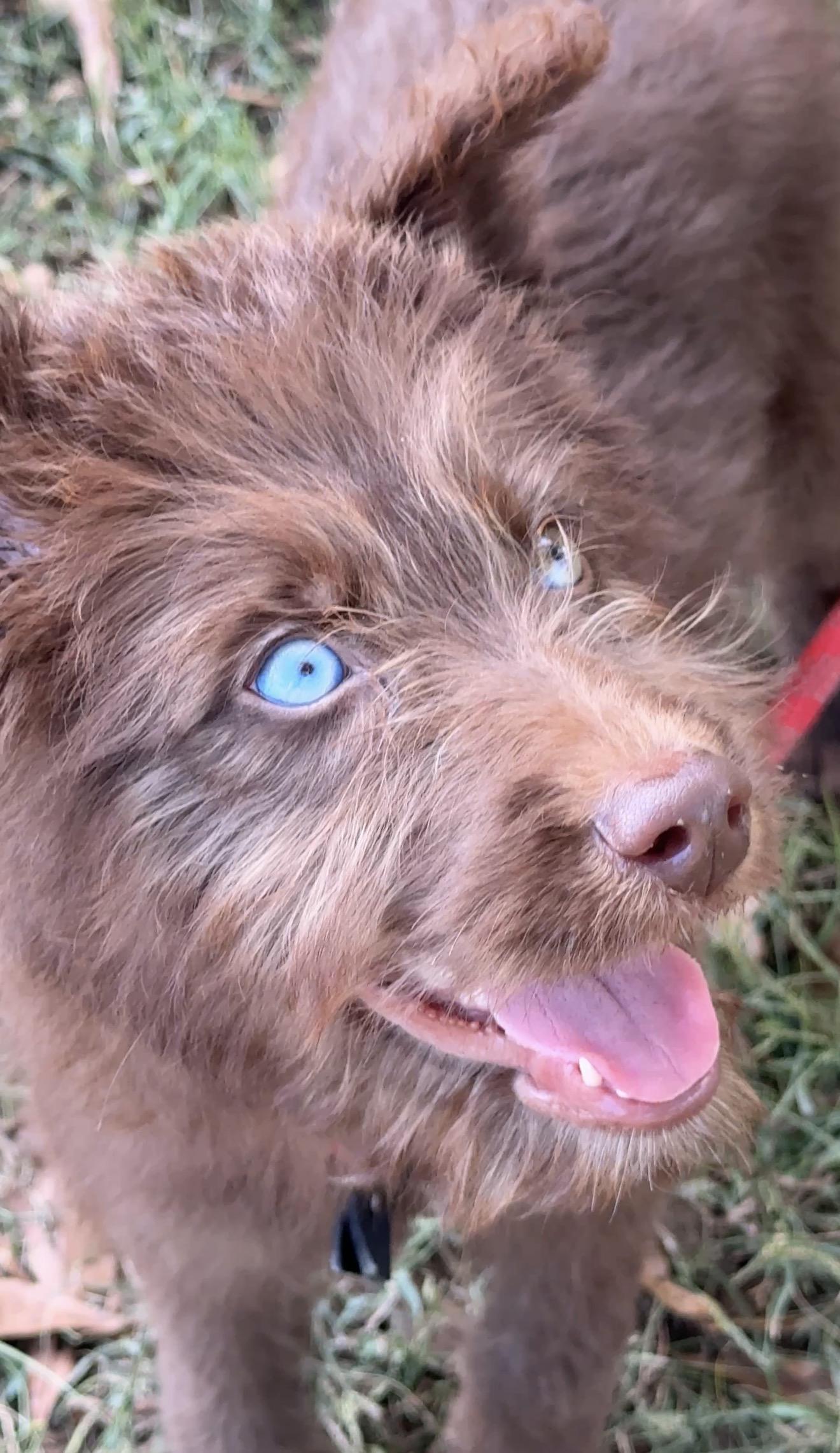 Coffee Bean, adoptable, Puppy Male Cairn Terrier.