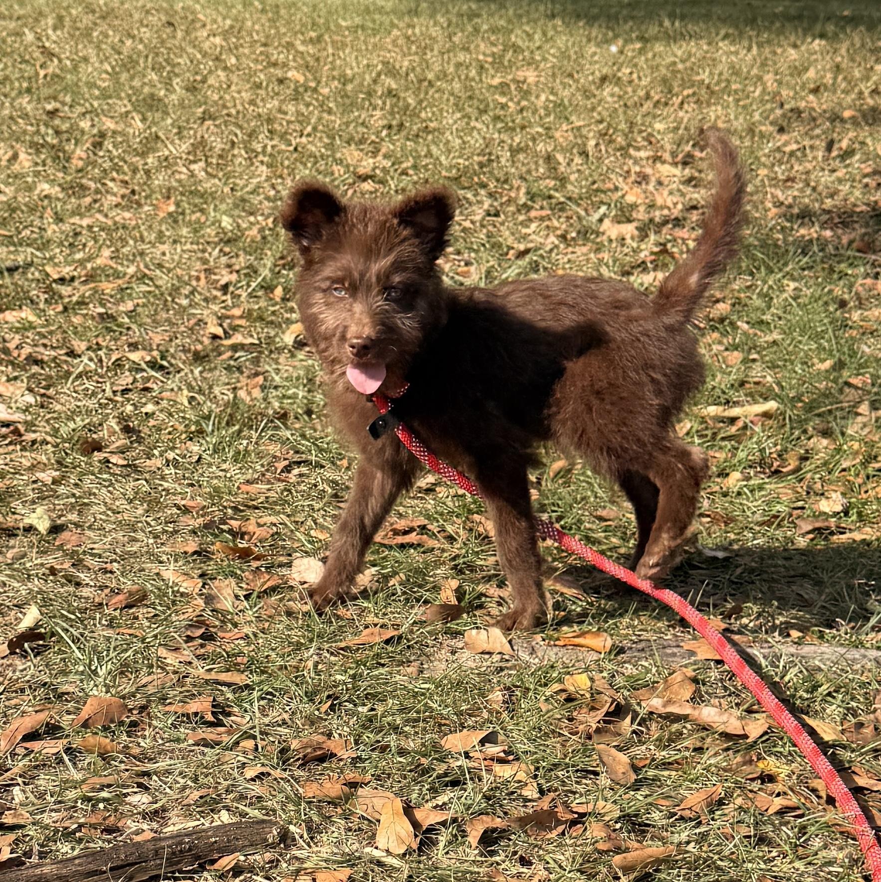 Enlarge Coffee Bean, an adoptable Cairn Terrier in Falmouth, MA image 2/4