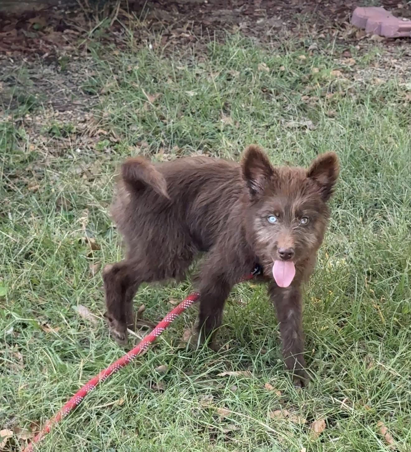 Enlarge Coffee Bean, an adoptable Cairn Terrier in Falmouth, MA image 4/4
