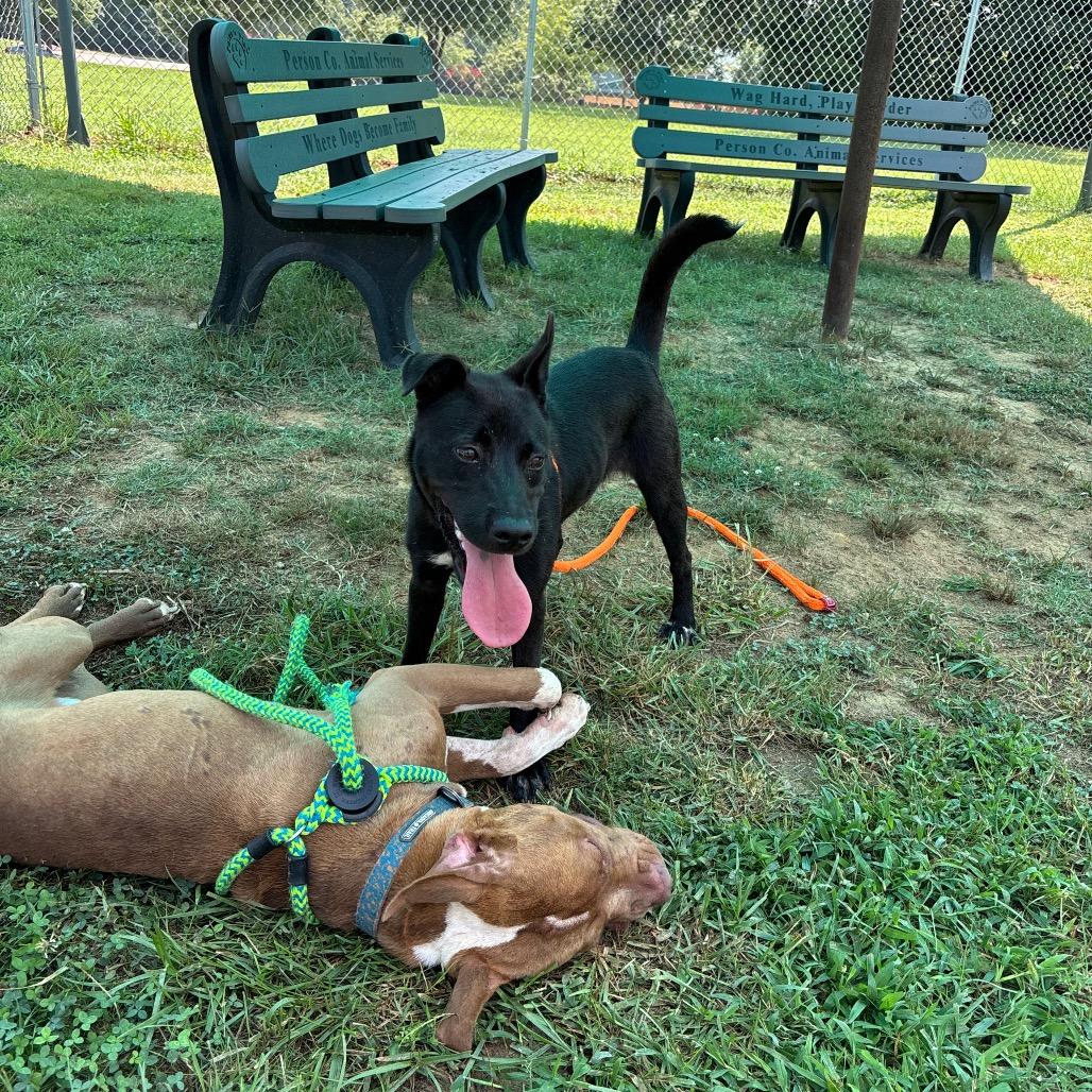 Allen, Adoptable, Adult Male Pit Bull Terrier.