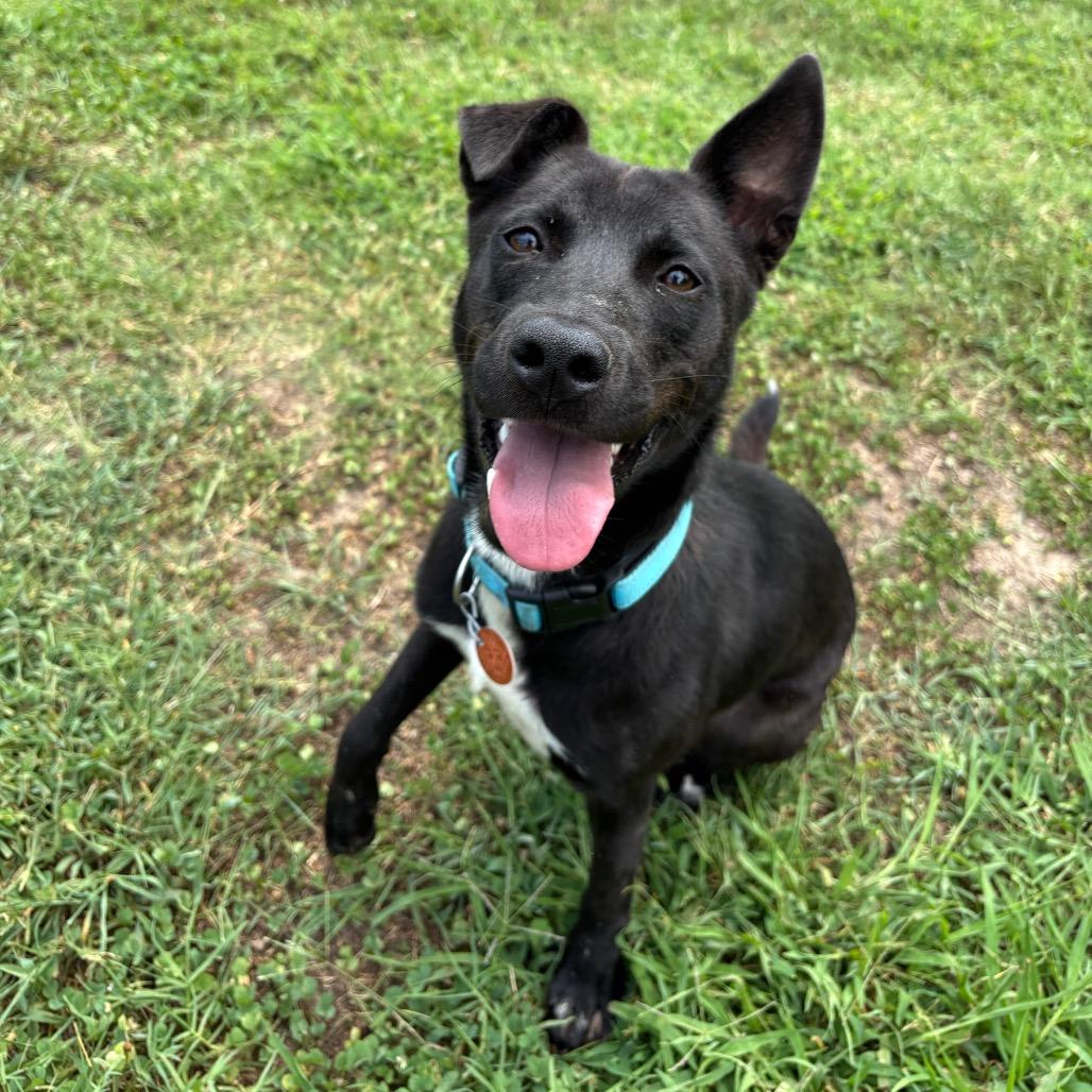 Allen, a Adoptable Pit Bull Terrier in Roxboro, NC image 5/6