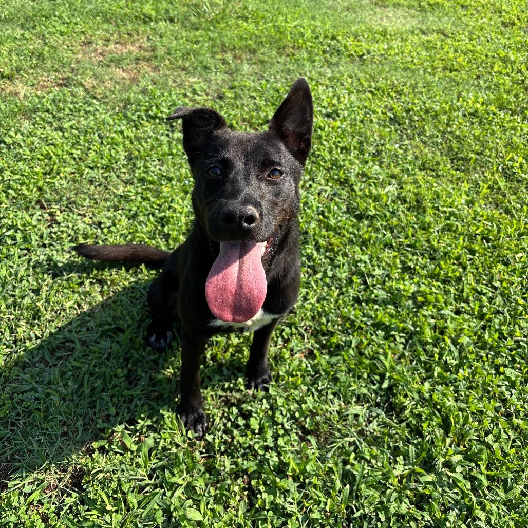 Allen, a Adoptable Pit Bull Terrier in Roxboro, NC image 6/6