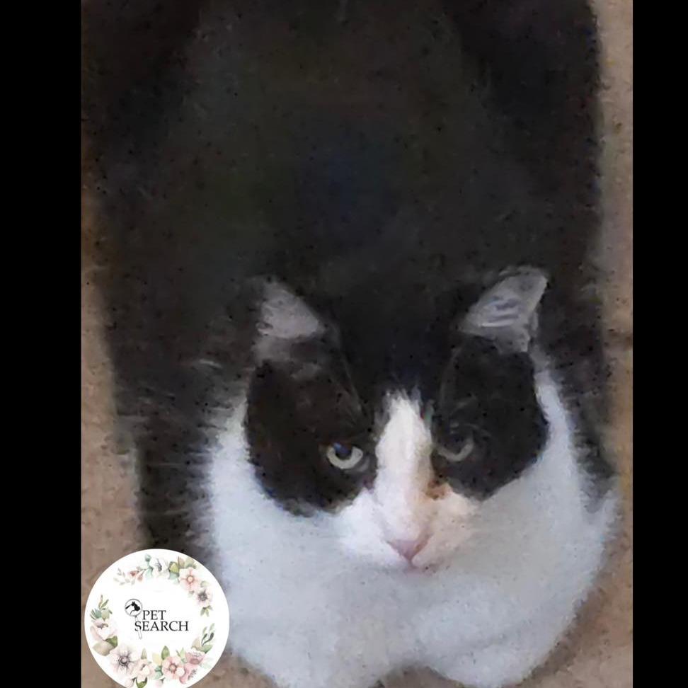 Enlarge General, a Adoptable Domestic Short Hair in Washington, PA image 1/1