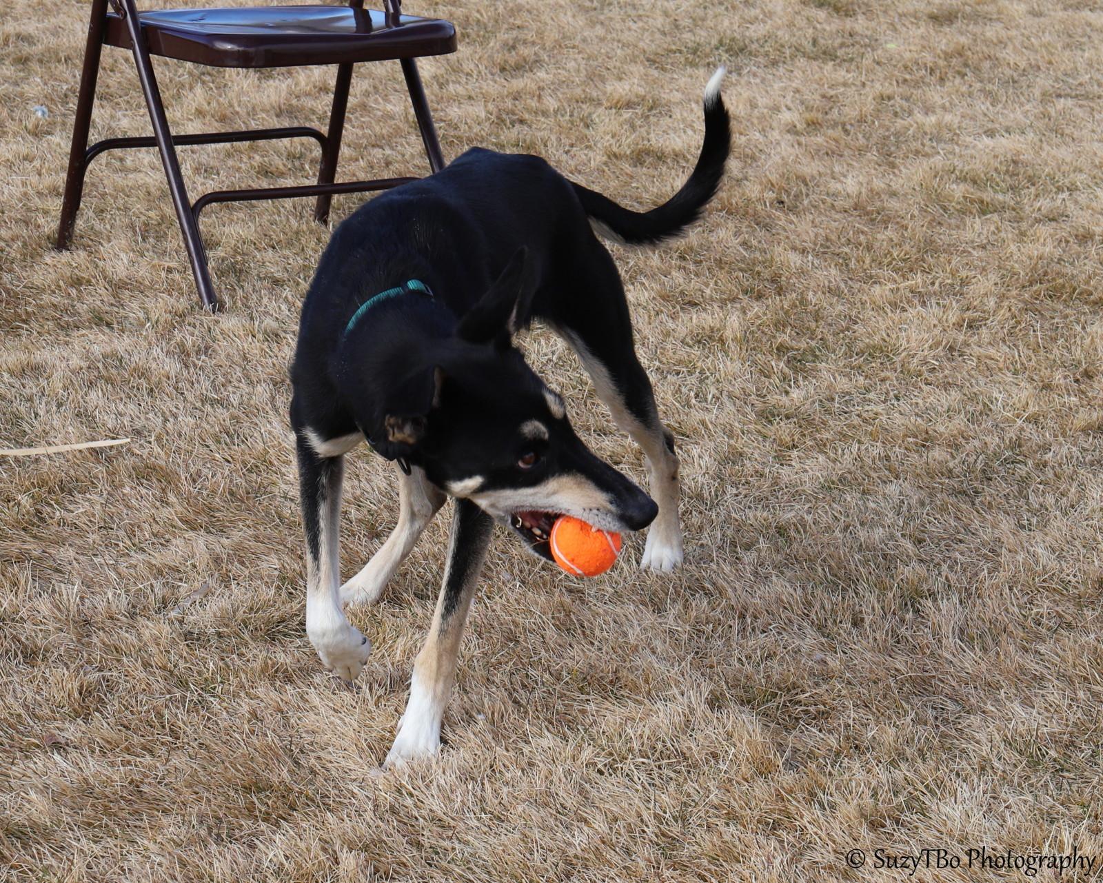 Enlarge Atlas , a ADOPTABLE mixed breed in Montrose, CO image 5/5