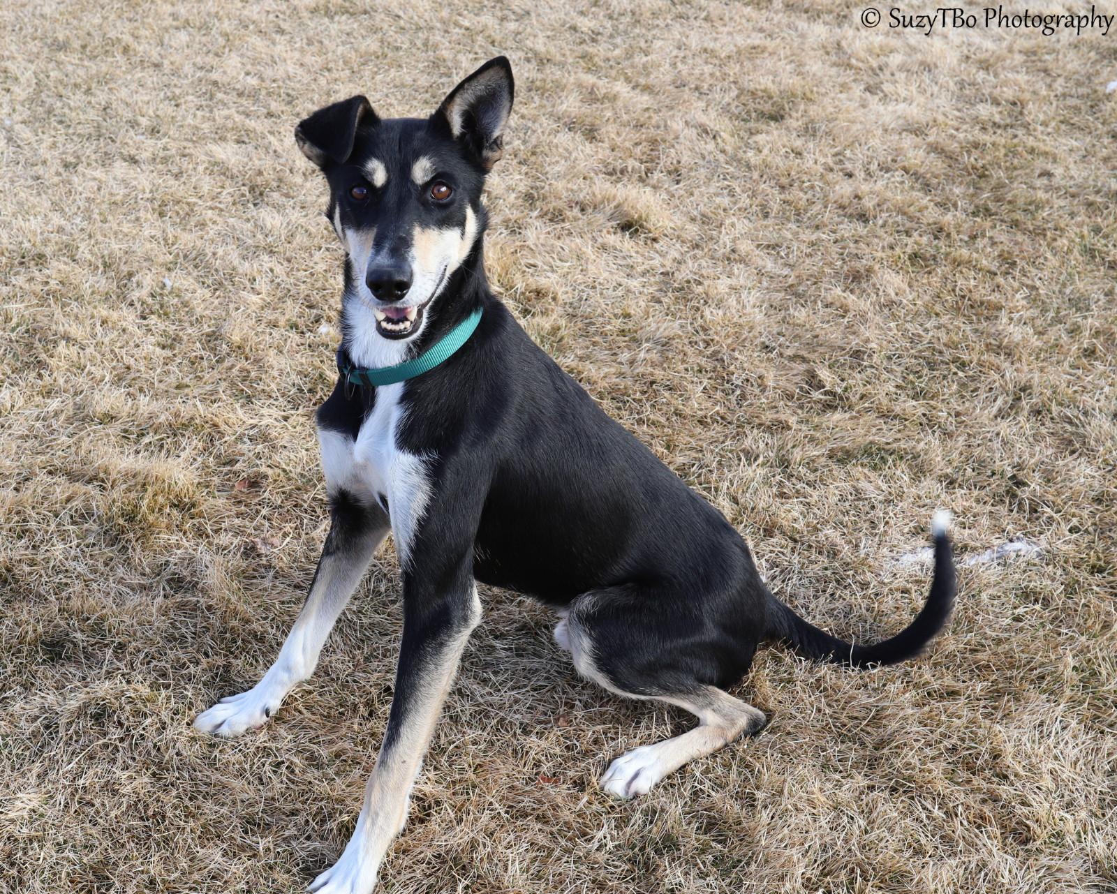 Enlarge Atlas , a ADOPTABLE mixed breed in Montrose, CO image 3/5