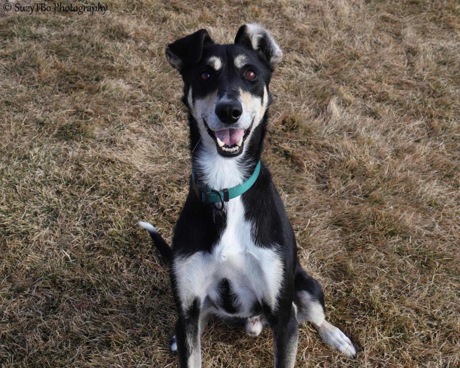 Enlarge Atlas , a ADOPTABLE mixed breed in Montrose, CO image 4/5