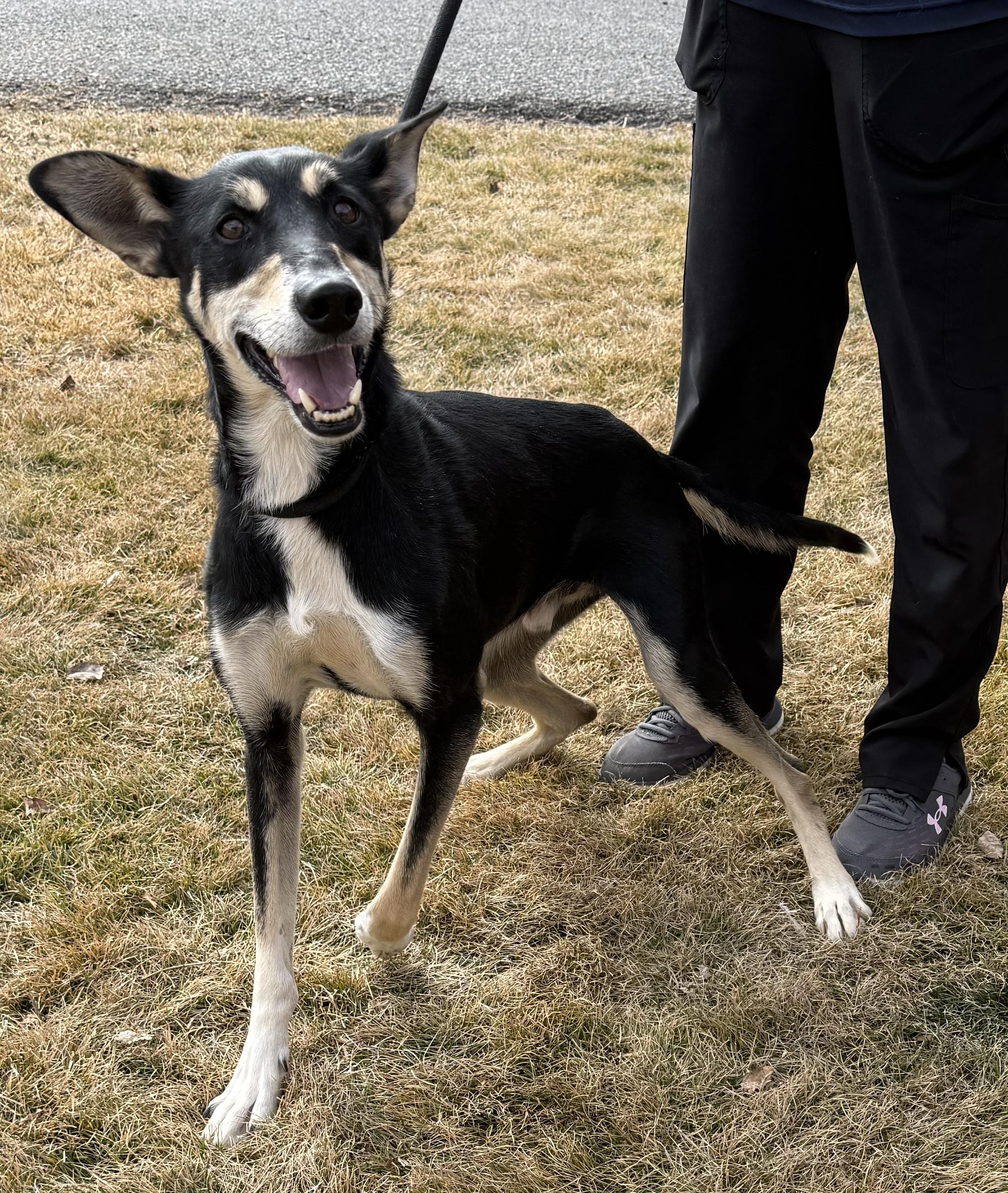 Atlas , ADOPTABLE, Adult Male Australian Kelpie.