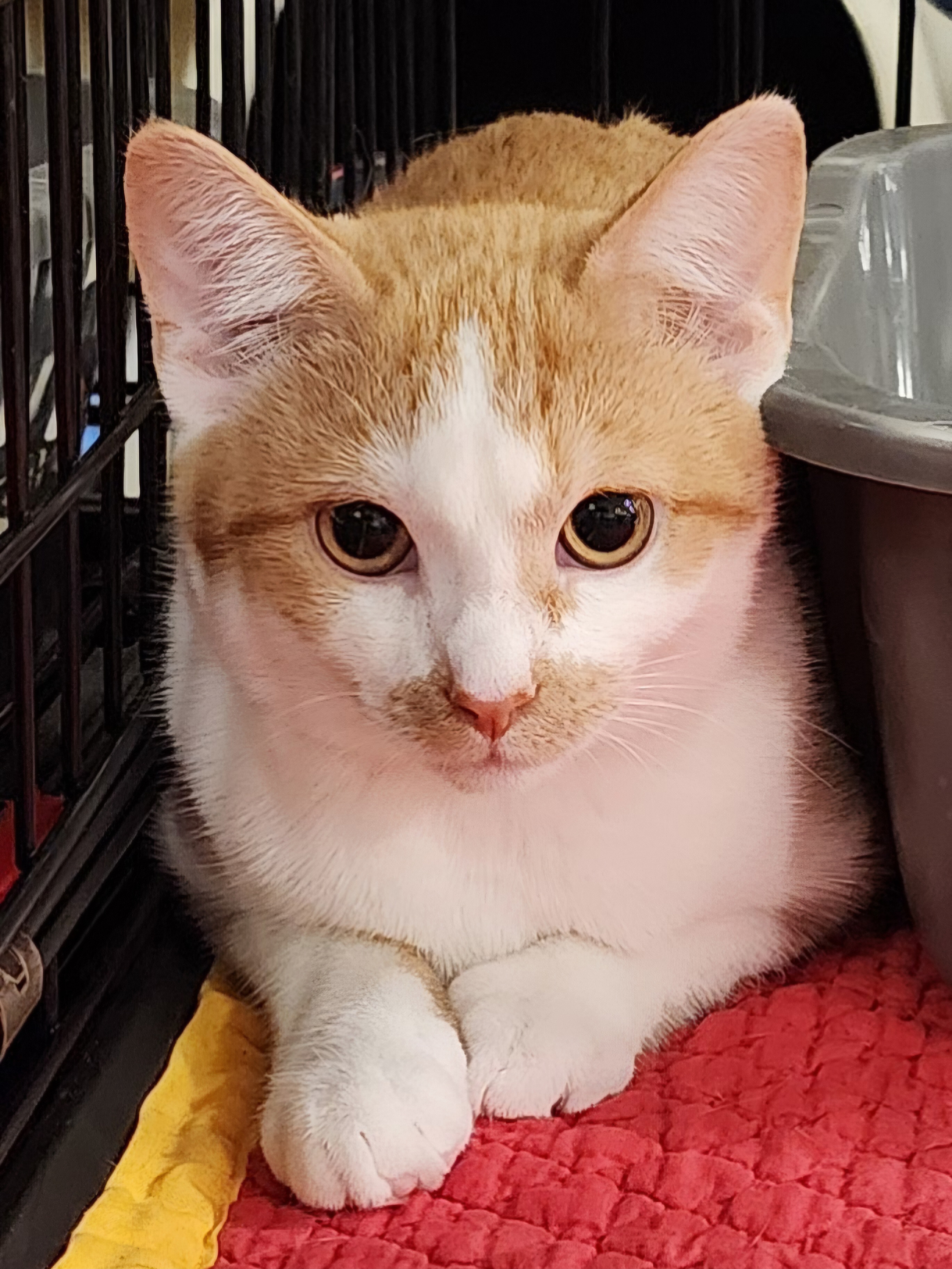 Enlarge Libby, a Adoptable Domestic Short Hair in Irwin, PA image 1/1