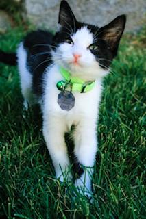 Enlarge Sybil, a Adopted Domestic Short Hair in Salt Lake City, UT image 6/6