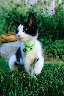 Sybil, a ADOPTABLE Domestic Short Hair in Salt Lake City, UT image 4/5
