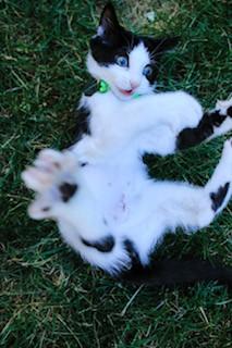 Sybil, a ADOPTABLE Domestic Short Hair in Salt Lake City, UT image 3/5