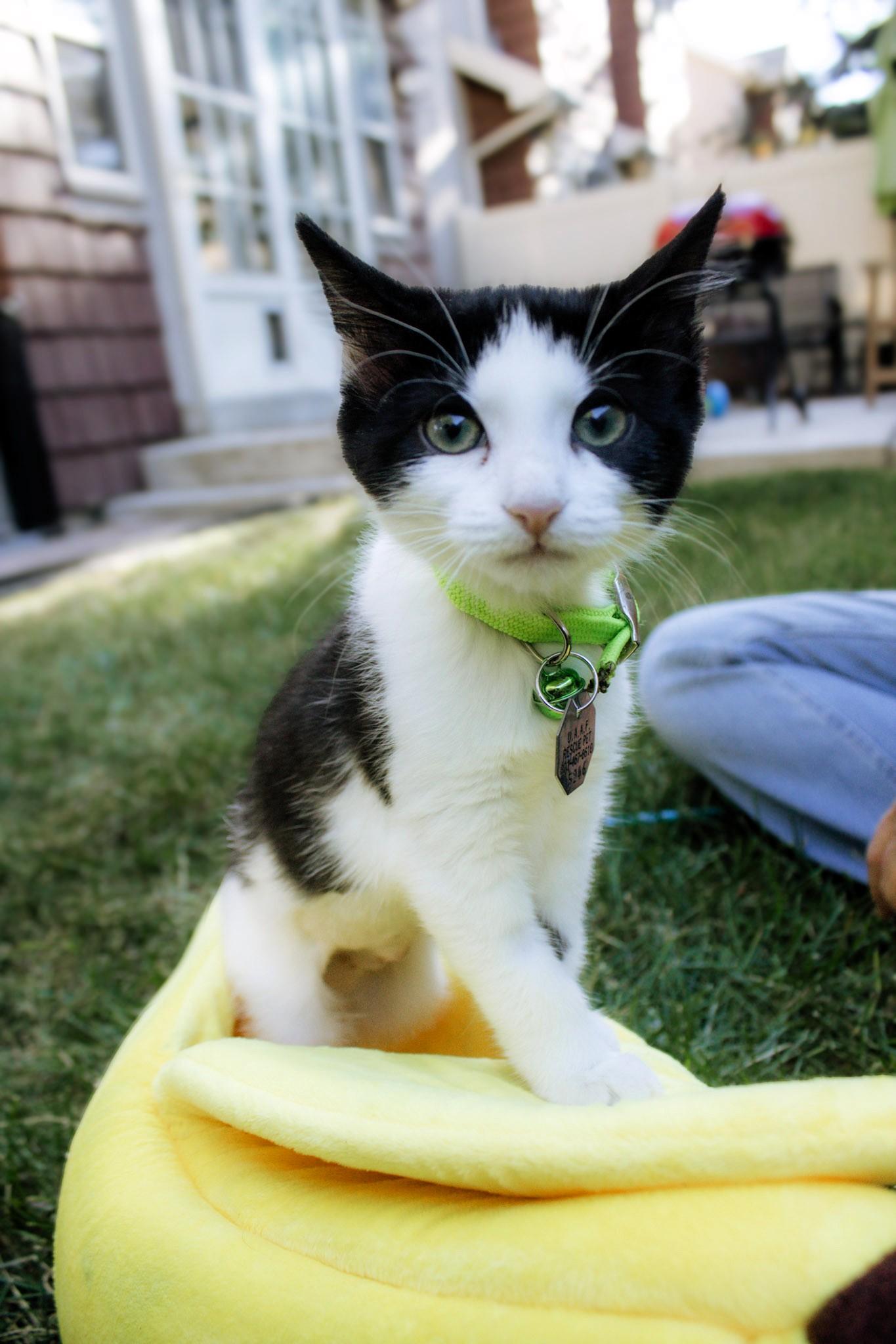 Sybil, a ADOPTABLE Domestic Short Hair in Salt Lake City, UT image 2/5