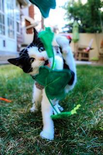 Sybil, a ADOPTABLE Domestic Short Hair in Salt Lake City, UT image 5/5