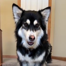 Enlarge Josie, an adoptable mixed breed in River Falls, WI image 1/4