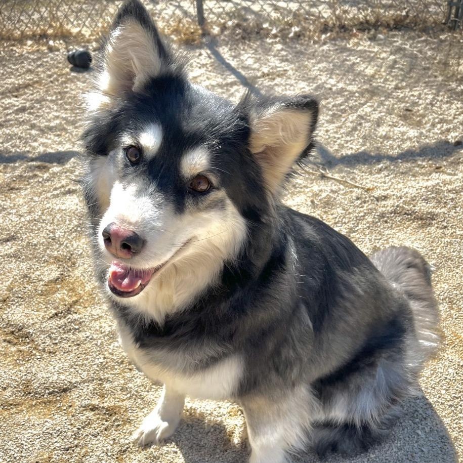 Enlarge Josie, an adoptable mixed breed in River Falls, WI image 2/4