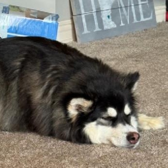 Enlarge Josie, an adoptable mixed breed in River Falls, WI image 4/4