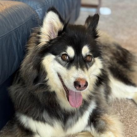 Enlarge Josie, an adoptable mixed breed in River Falls, WI image 3/4