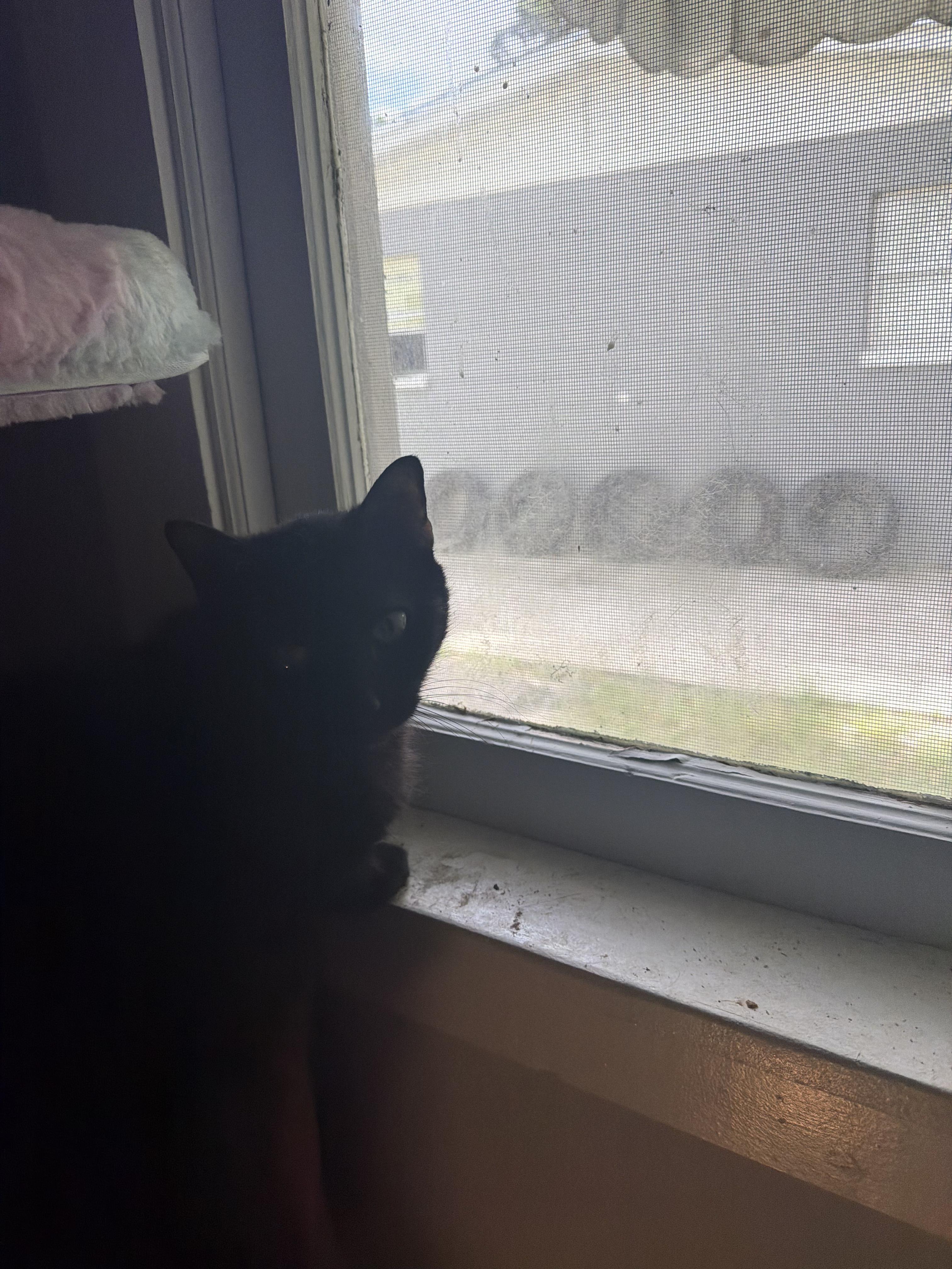 Enlarge Stardust, a Adoptable Domestic Short Hair in largo, FL image 2/2
