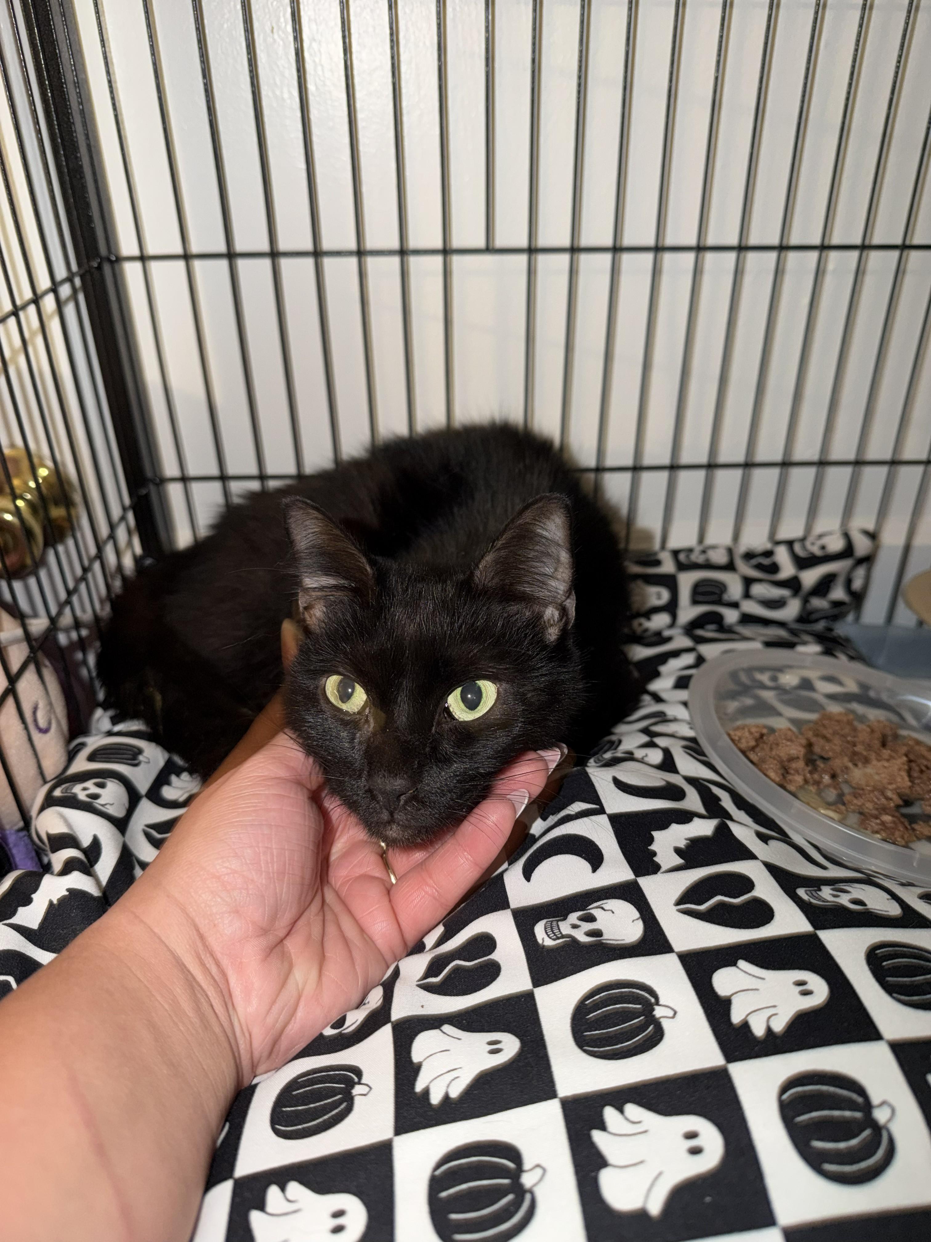 Stardust, Adoptable, Adult Female Domestic Short Hair.