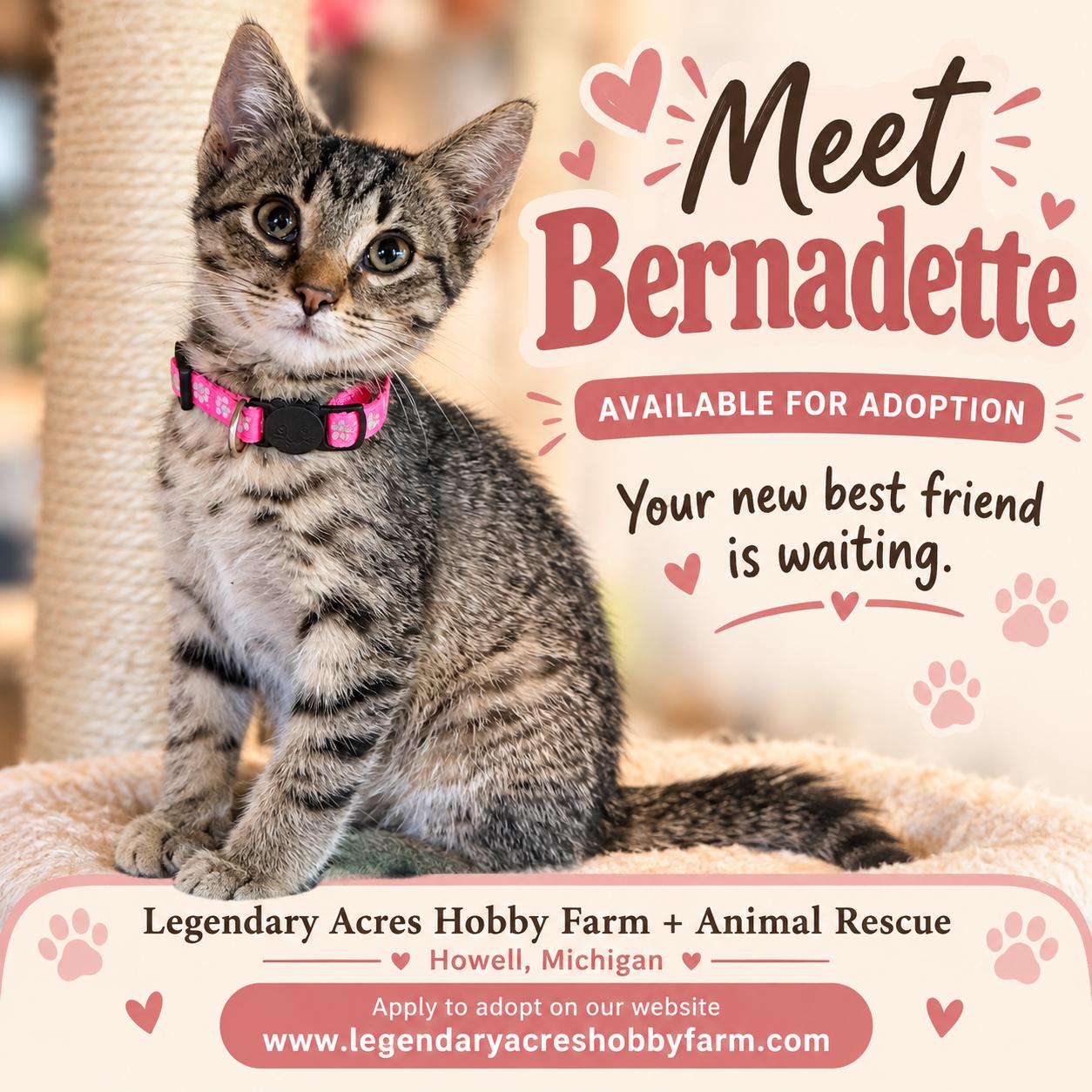 Bernadette, Adoptable, Young Female American Shorthair.