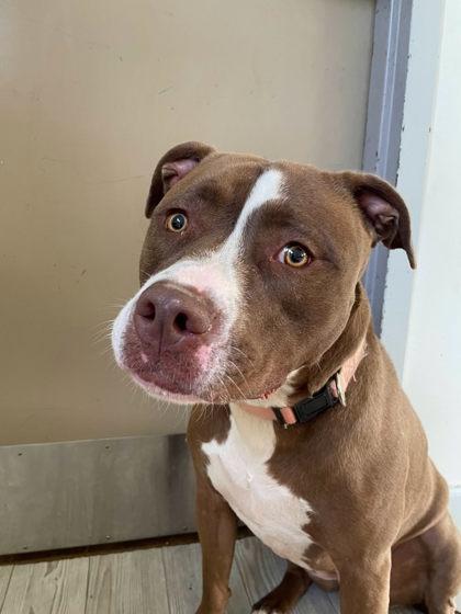 Cinnamon, a Adoptable mixed breed in South Bend, IN image 1/2