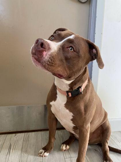 Cinnamon, a Adoptable mixed breed in South Bend, IN image 2/2