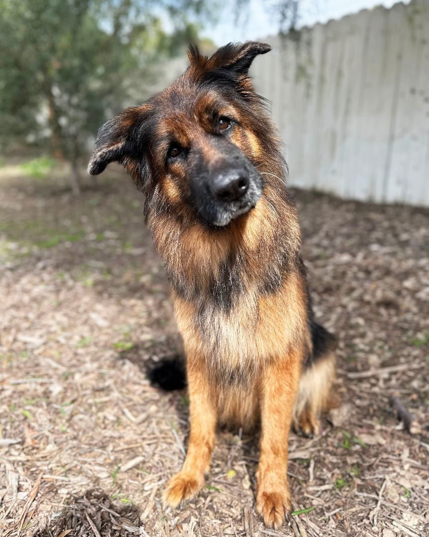 Mabel, Adoptable, Adult Female German Shepherd Dog.