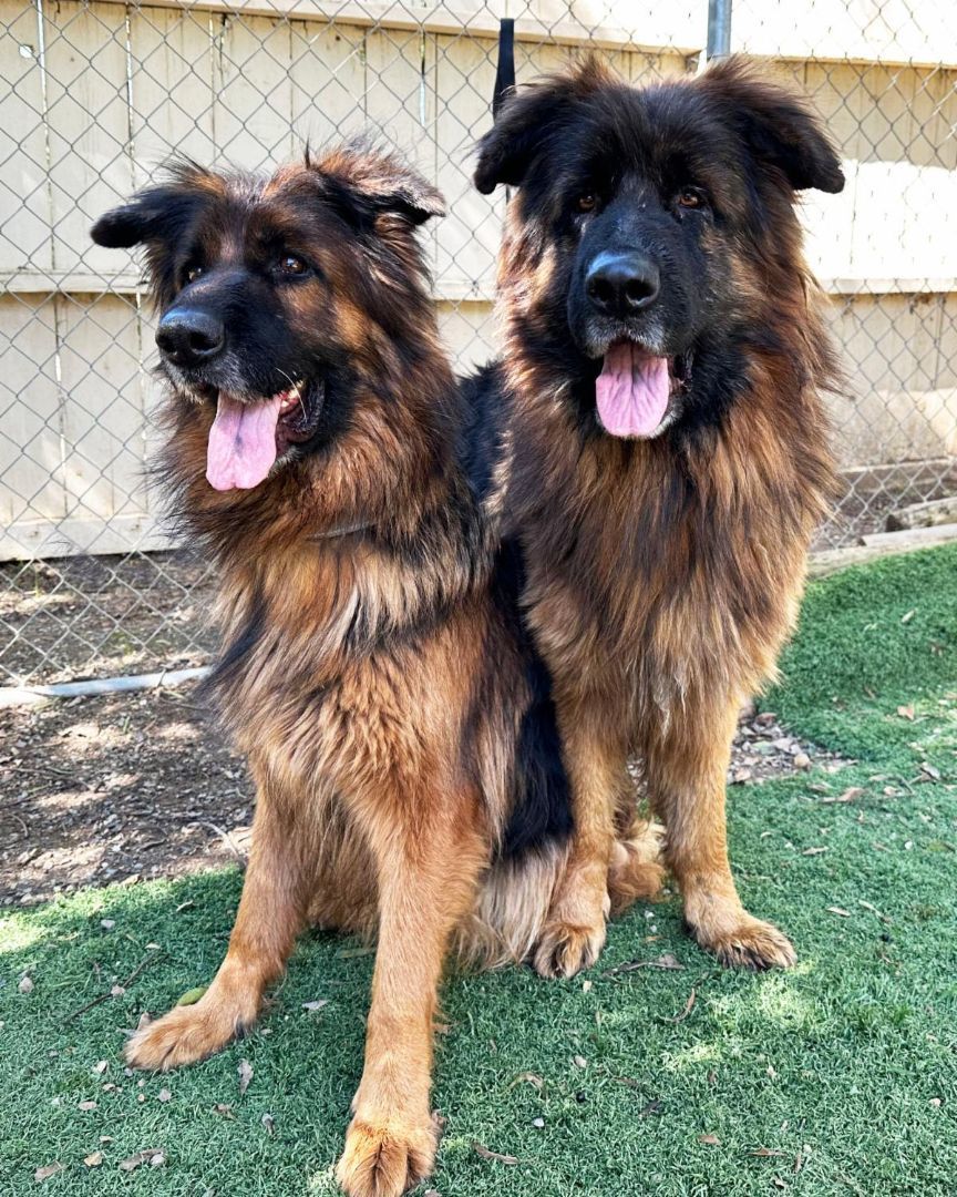 Enlarge Mabel, a Adoptable German Shepherd Dog in San Diego, CA image 2/4