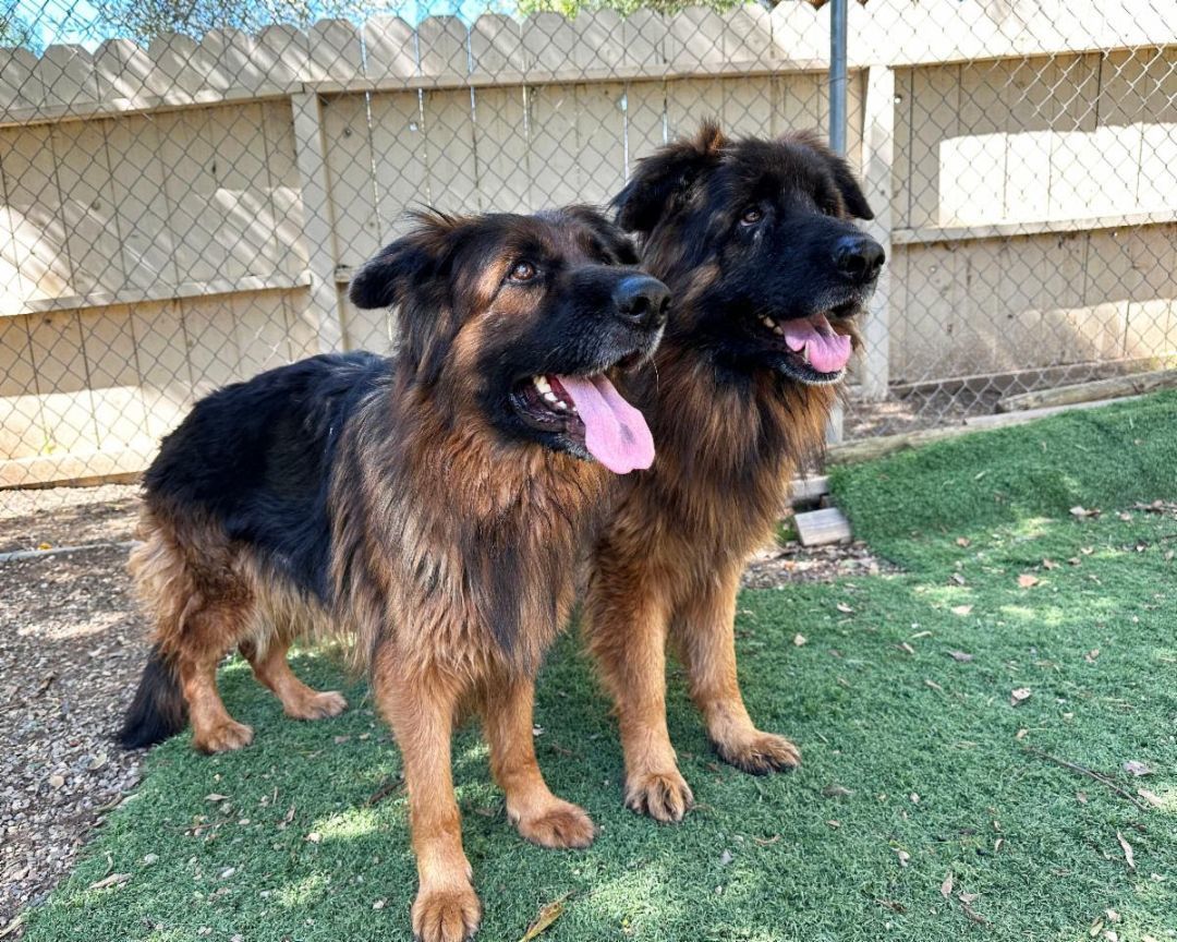 Enlarge Mabel, a Adoptable German Shepherd Dog in San Diego, CA image 4/4