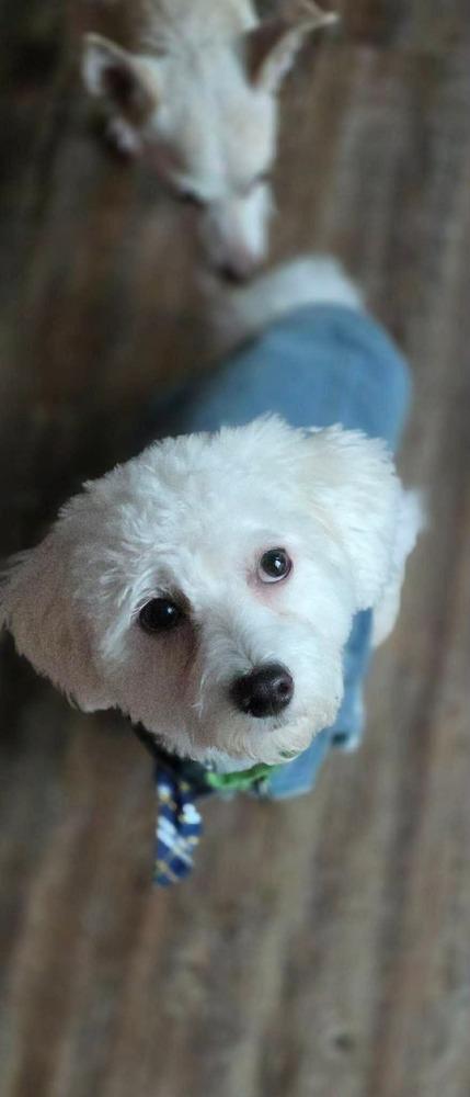 Enlarge Rhinestone Cowboy, a Adoptable mixed breed in Wayne, NJ image 1/6