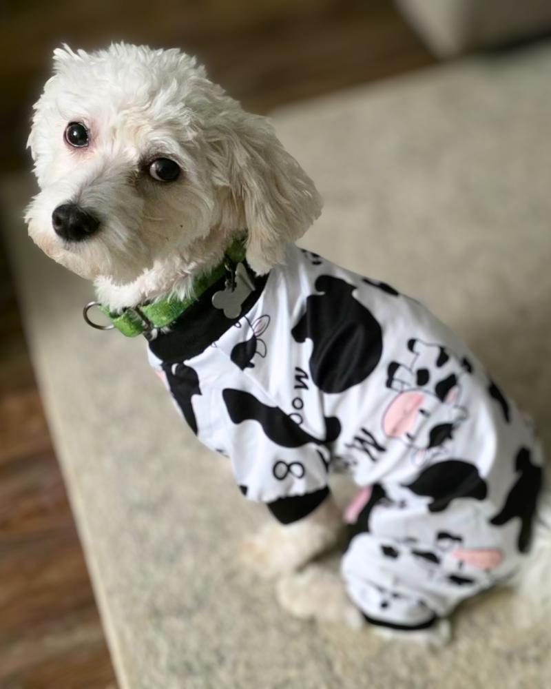 Enlarge Rhinestone Cowboy, a Adoptable mixed breed in Wayne, NJ image 4/6