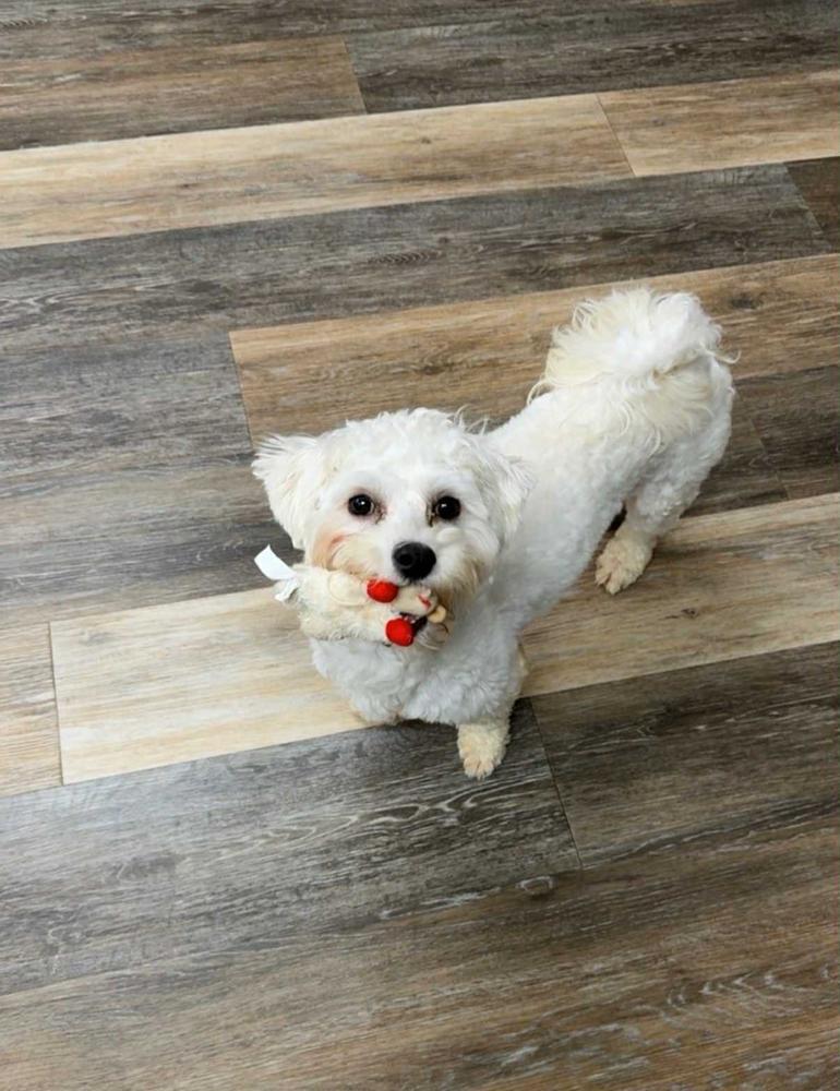 Enlarge Rhinestone Cowboy, a Adoptable mixed breed in Wayne, NJ image 6/6