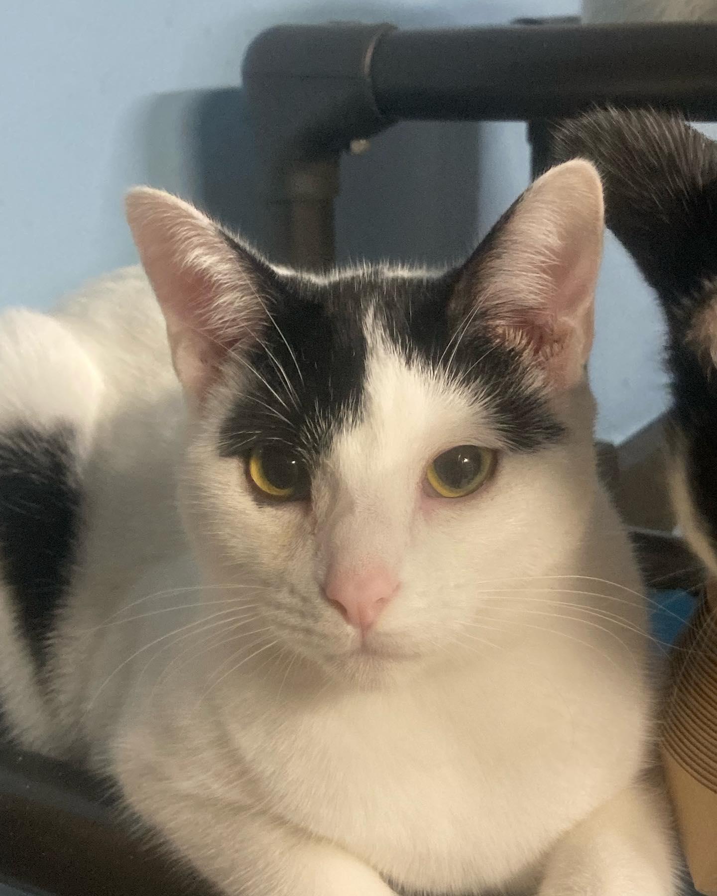 Keanu, Adoptable, Young Male Domestic Short Hair.