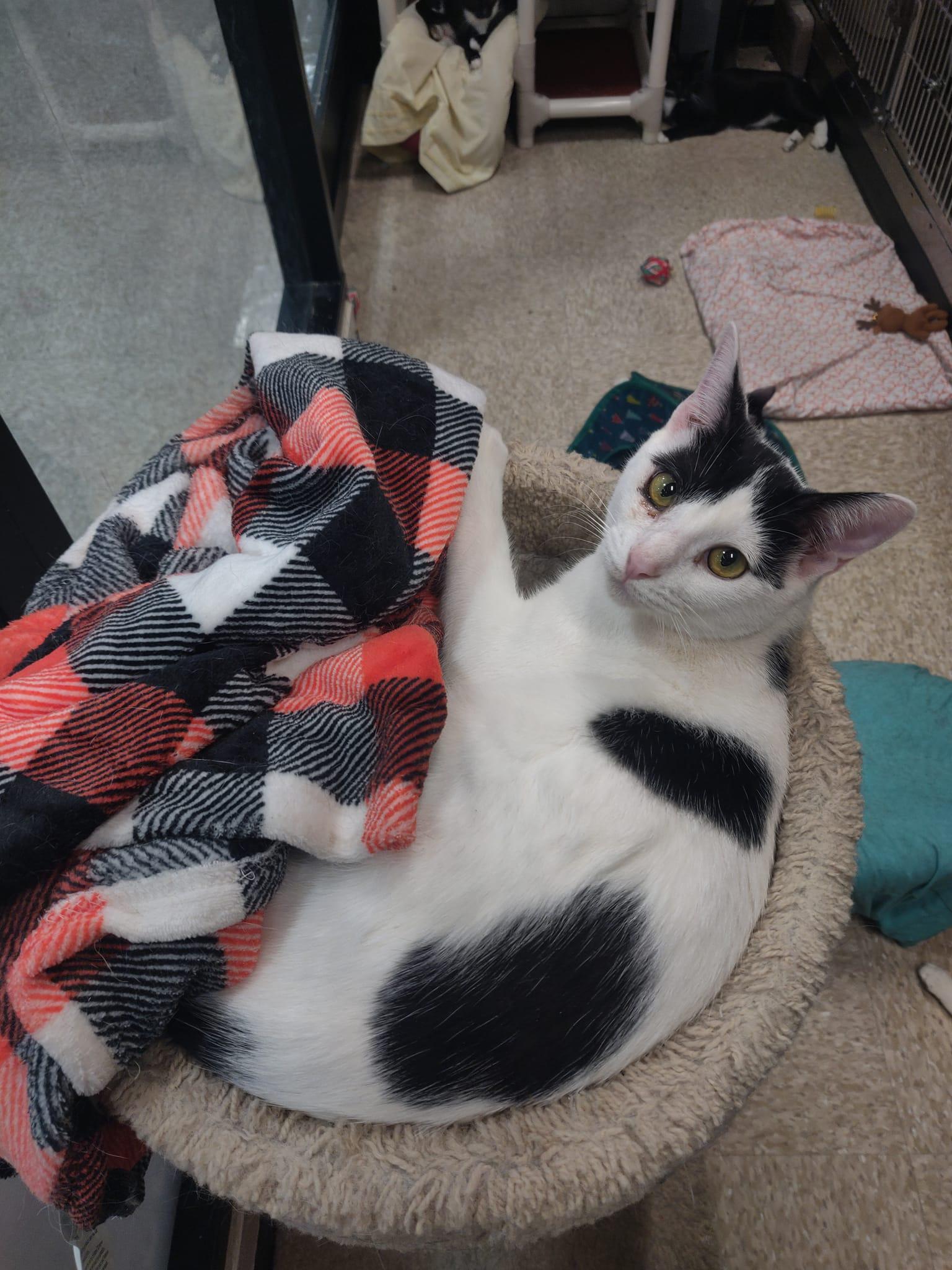 Enlarge Keanu, a Adoptable Domestic Short Hair in Los Alamitos, CA image 2/6