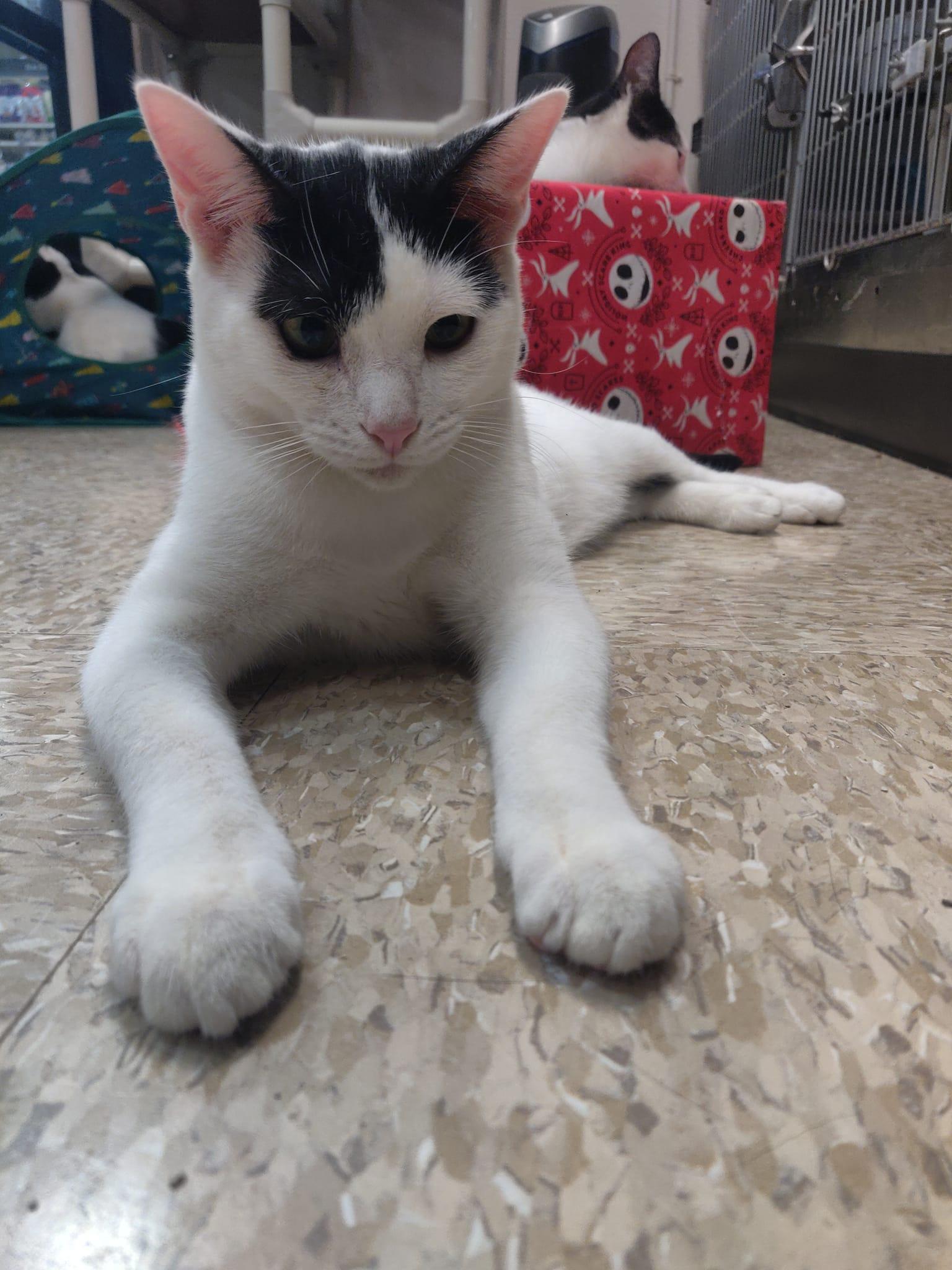 Enlarge Keanu, a Adoptable Domestic Short Hair in Los Alamitos, CA image 3/6