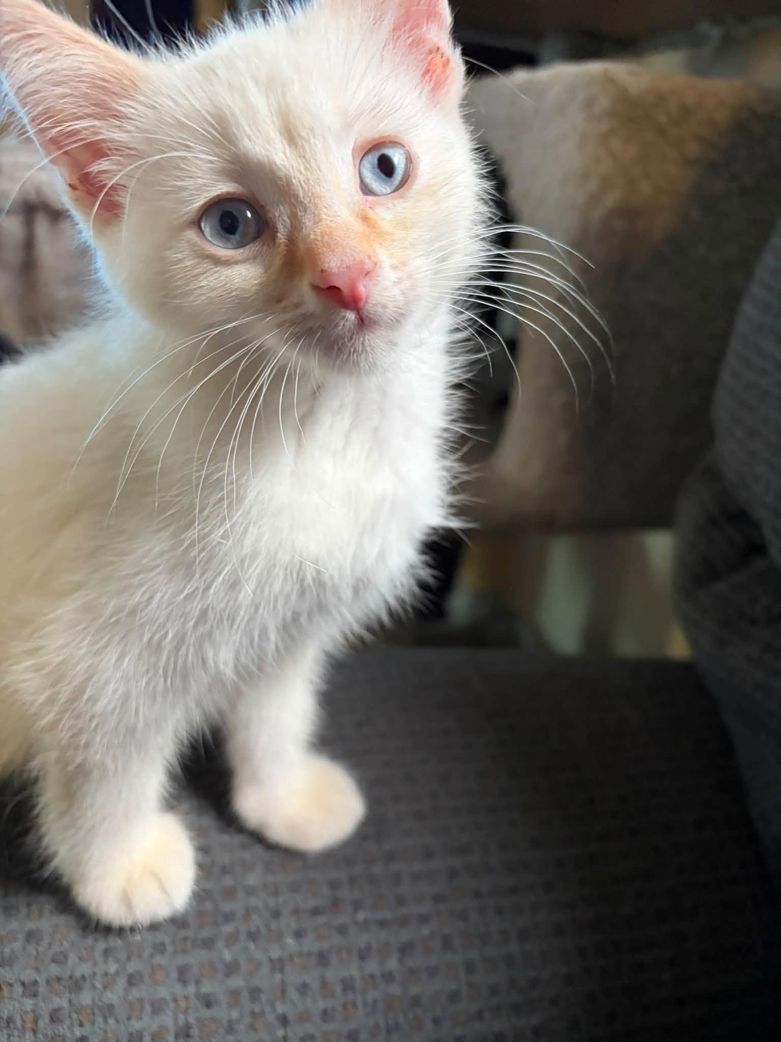 Enlarge Snow, a Adopted mixed breed in Cleveland, OH image 1/5