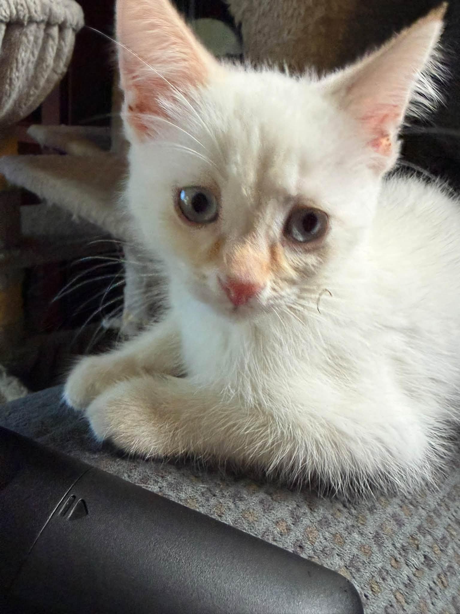 Enlarge Snow, a Adopted mixed breed in Cleveland, OH image 3/5