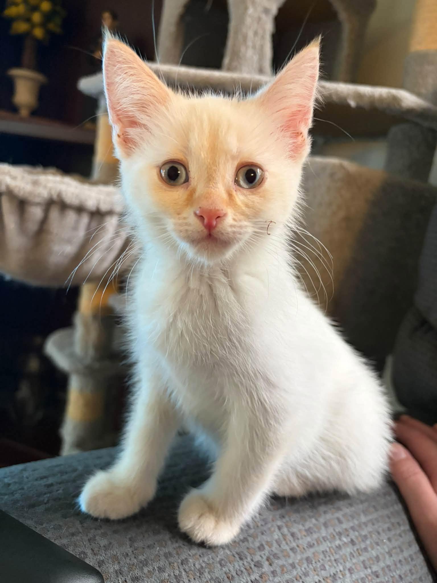 Enlarge Snow, a Adopted mixed breed in Cleveland, OH image 2/5