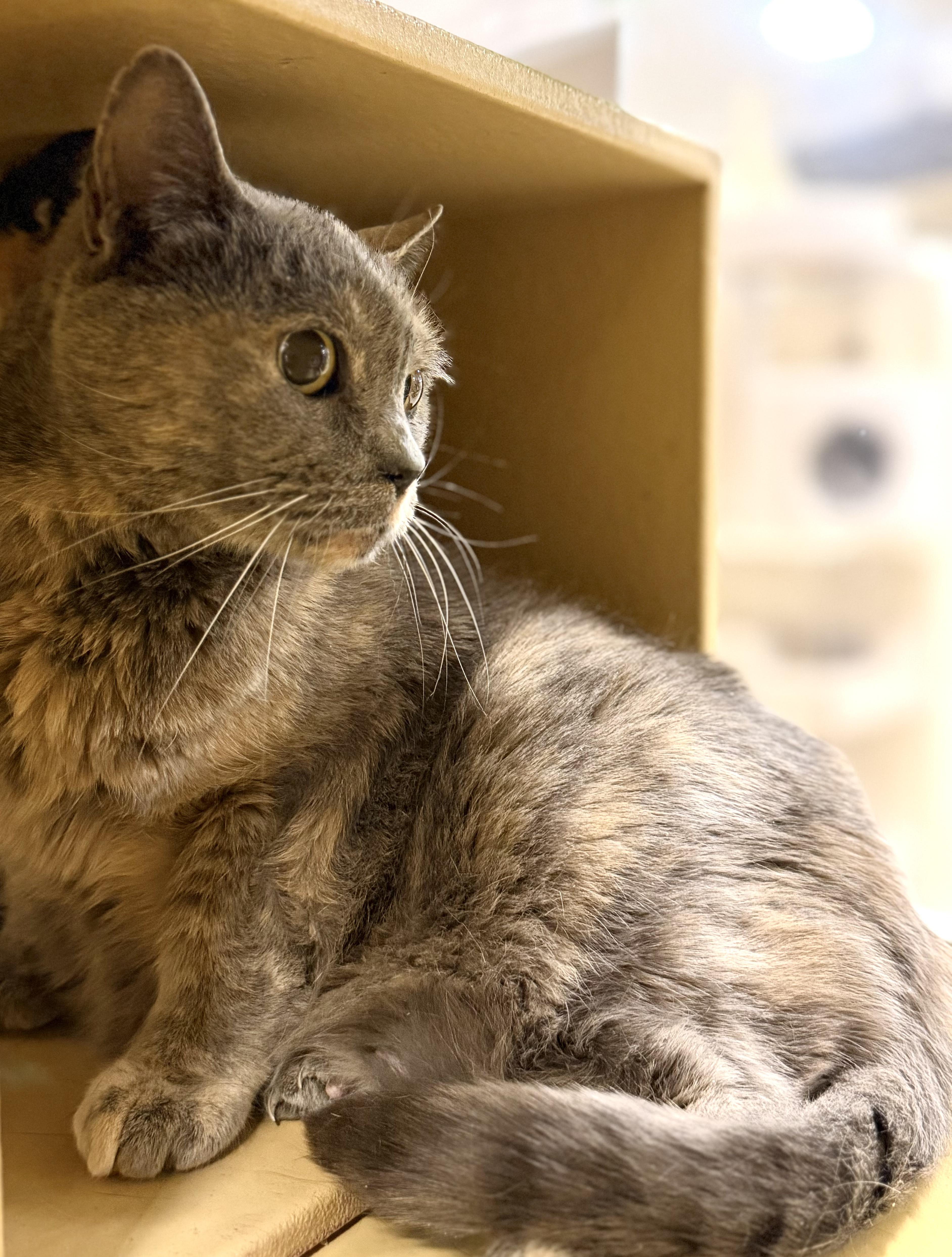 Enlarge Momma Cat , a ADOPTABLE Calico in Charlotte, NC image 2/2