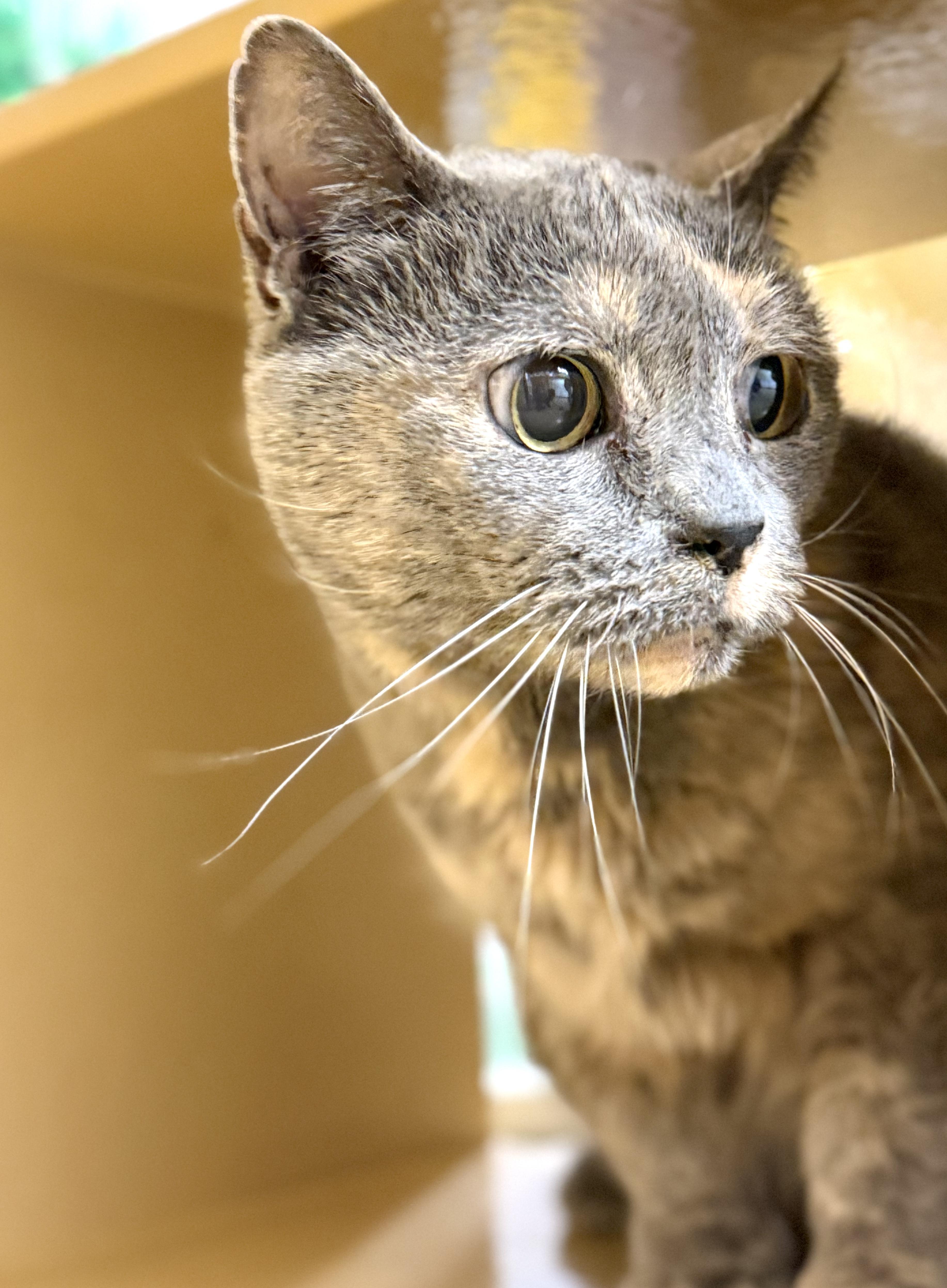 Enlarge Momma Cat , a ADOPTABLE Calico in Charlotte, NC image 1/2