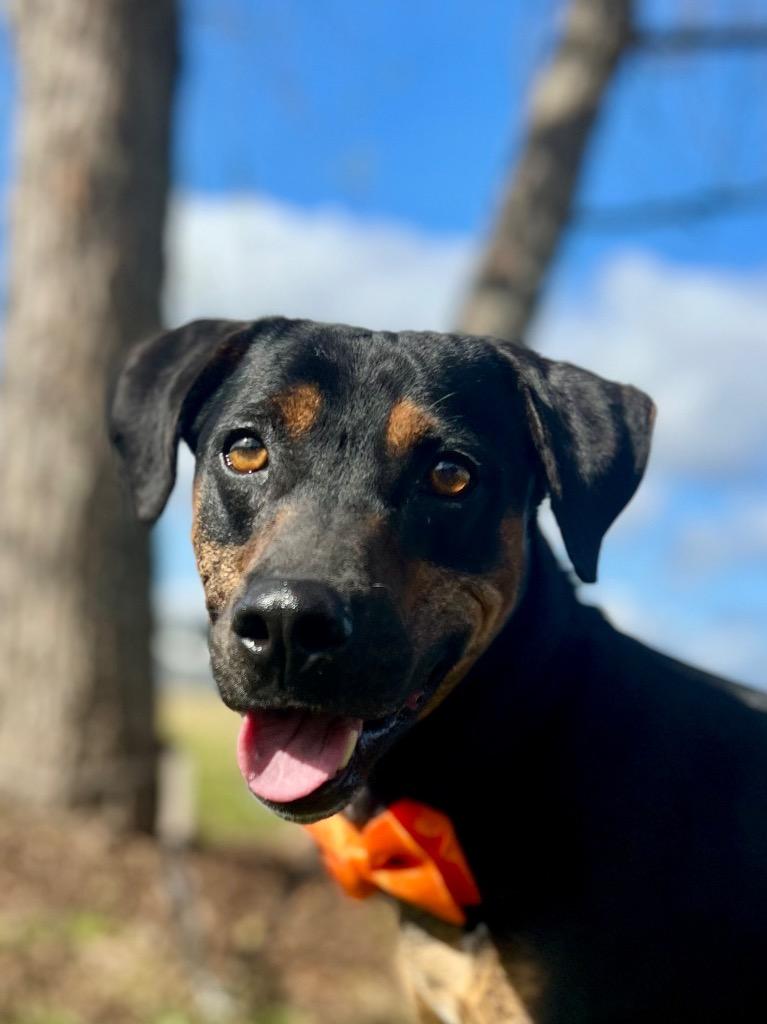Levi, Adoptable, Adult Male Coonhound & Miniature Pinscher.