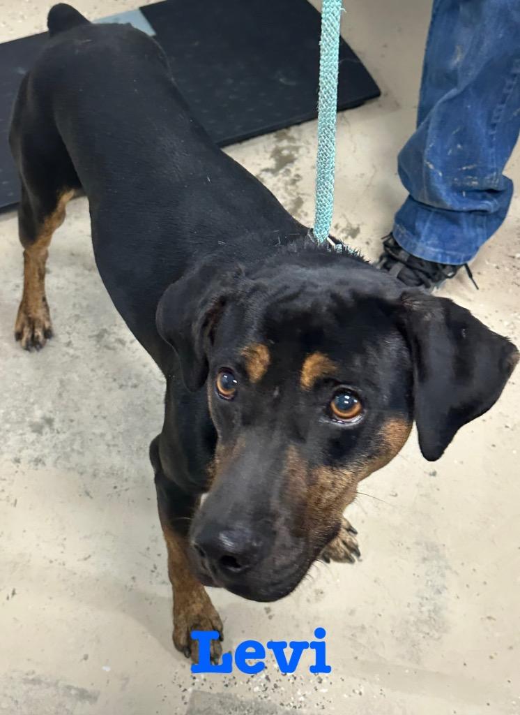 Enlarge Levi, a Adoptable mixed breed in Saint Francisville, LA image 2/6