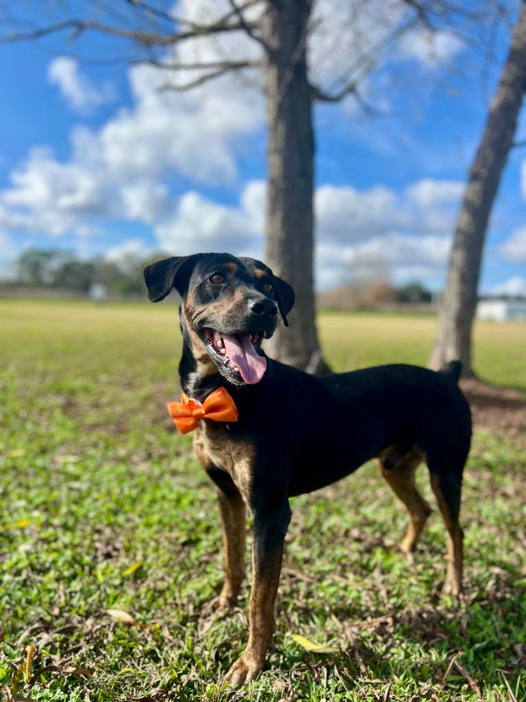 Enlarge Levi, a Adoptable mixed breed in Saint Francisville, LA image 3/6