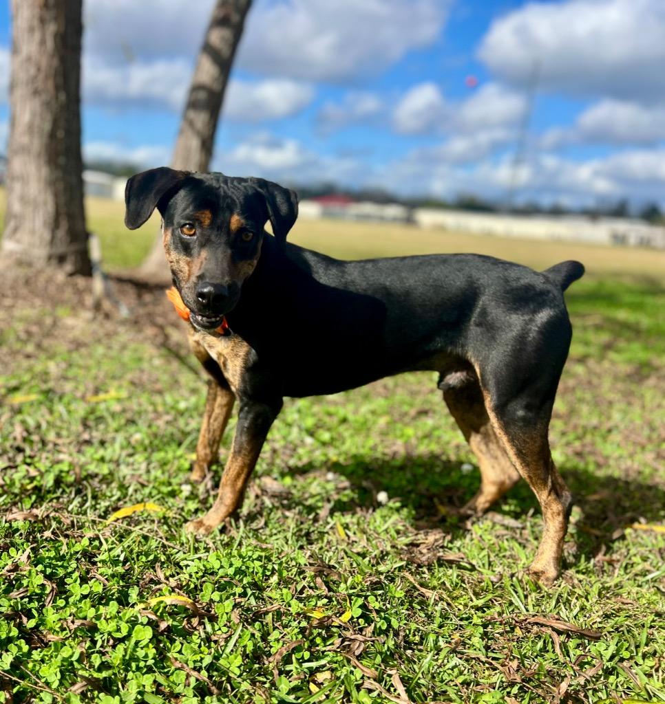Enlarge Levi, a Adoptable mixed breed in Saint Francisville, LA image 4/6