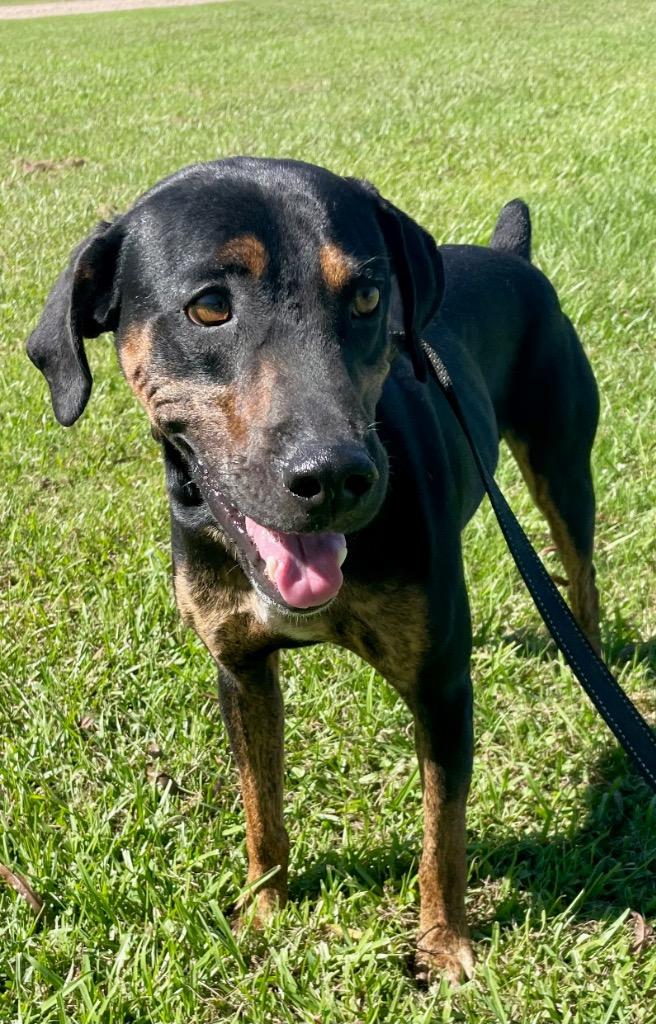Enlarge Levi, a Adoptable mixed breed in Saint Francisville, LA image 5/6