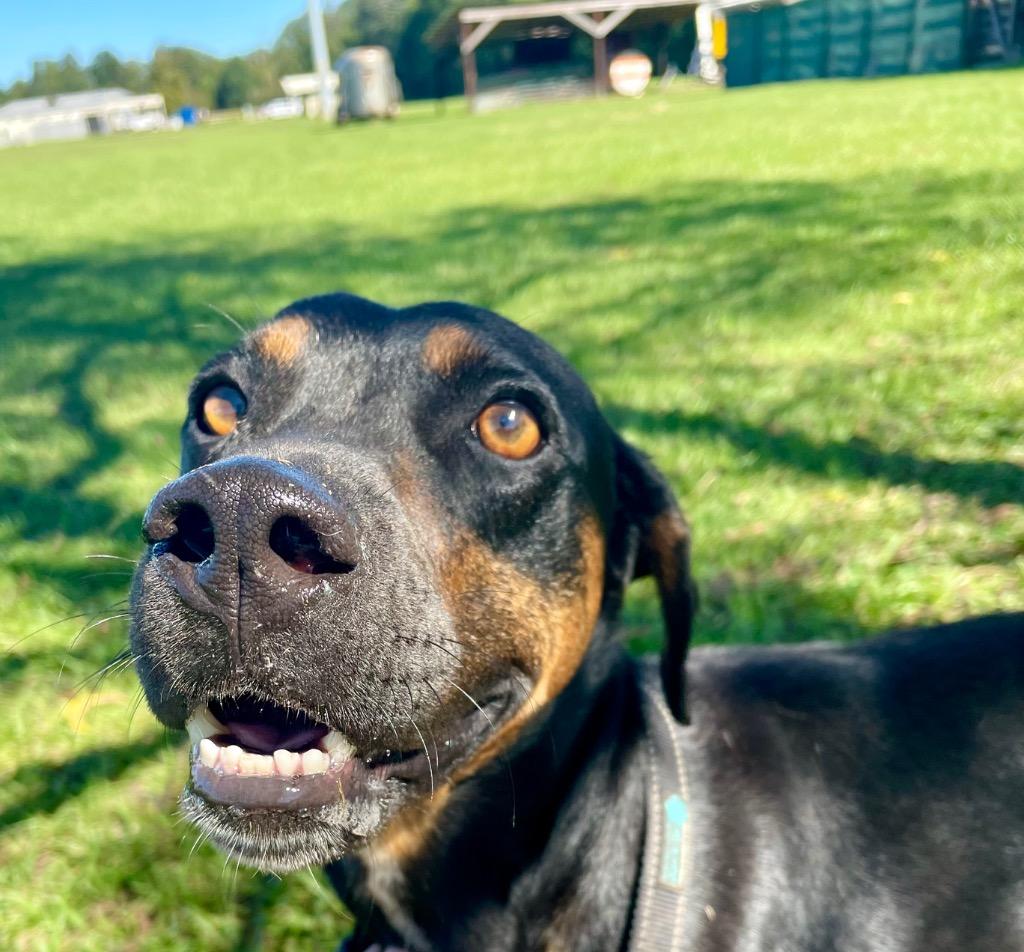 Enlarge Levi, a Adoptable mixed breed in Saint Francisville, LA image 6/6