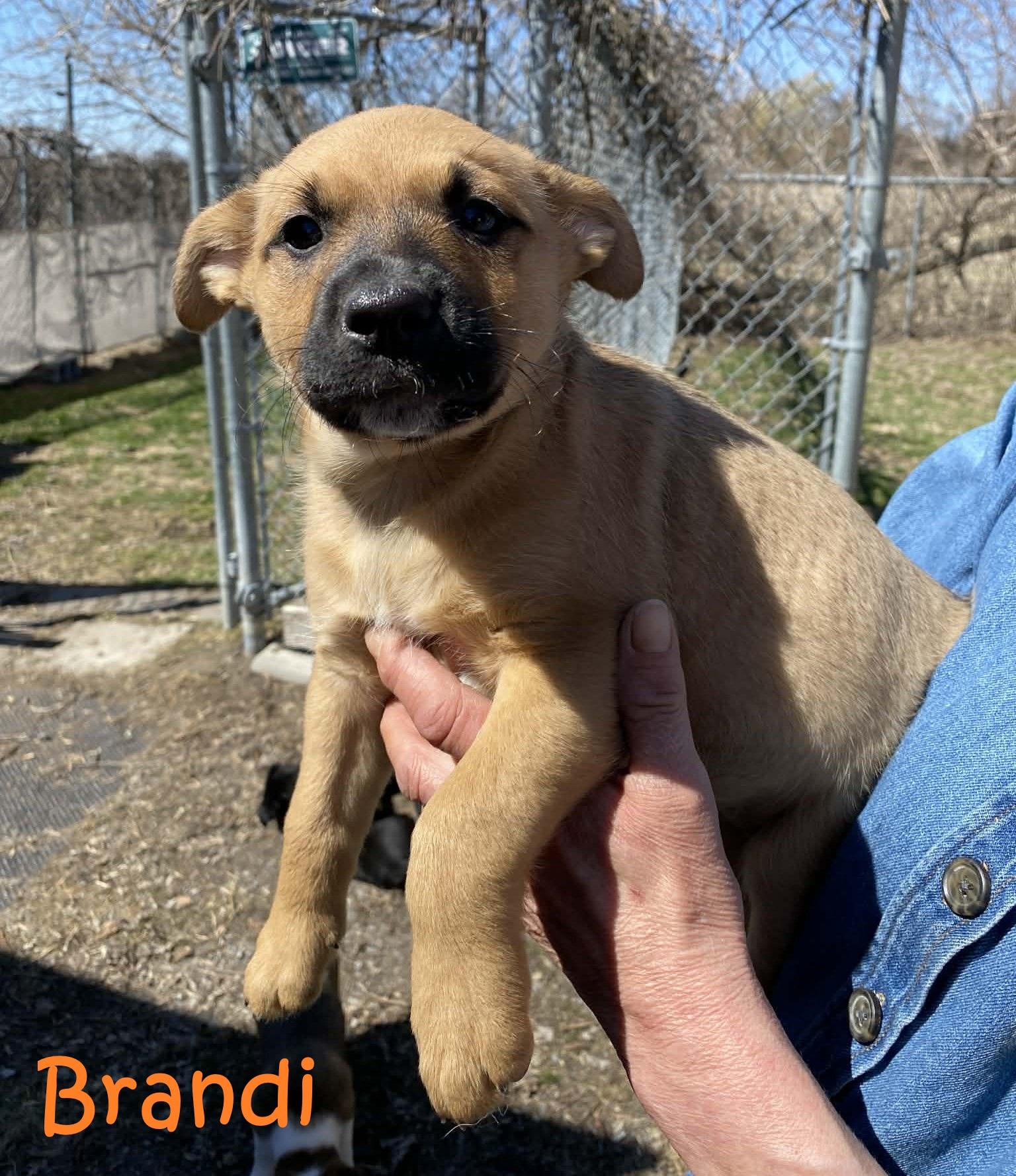 Brandi, an adopted mixed breed in Rigaud, QC image 1/2