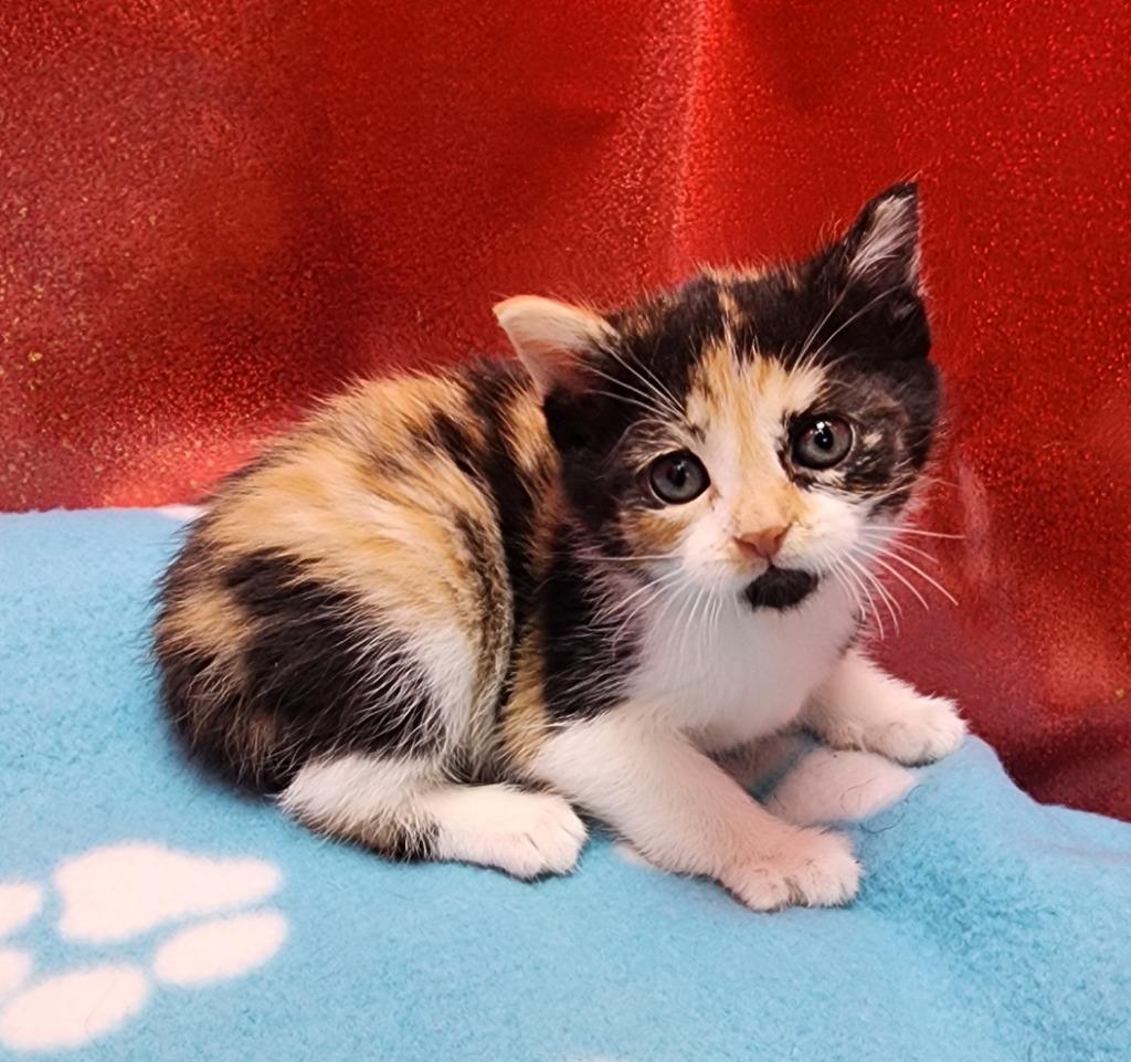 Squeaky, Adoptable, Kitten Female Domestic Short Hair.