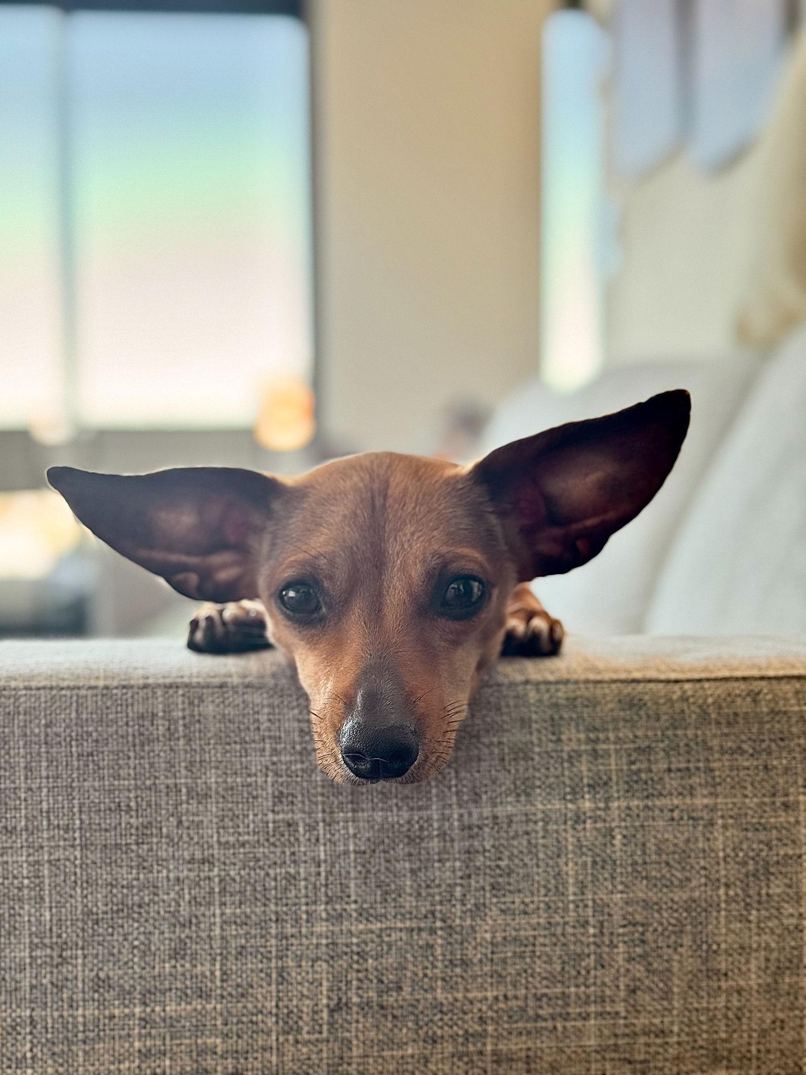 Pepita, a Adopted mixed breed in San Francisco, CA image 1/3