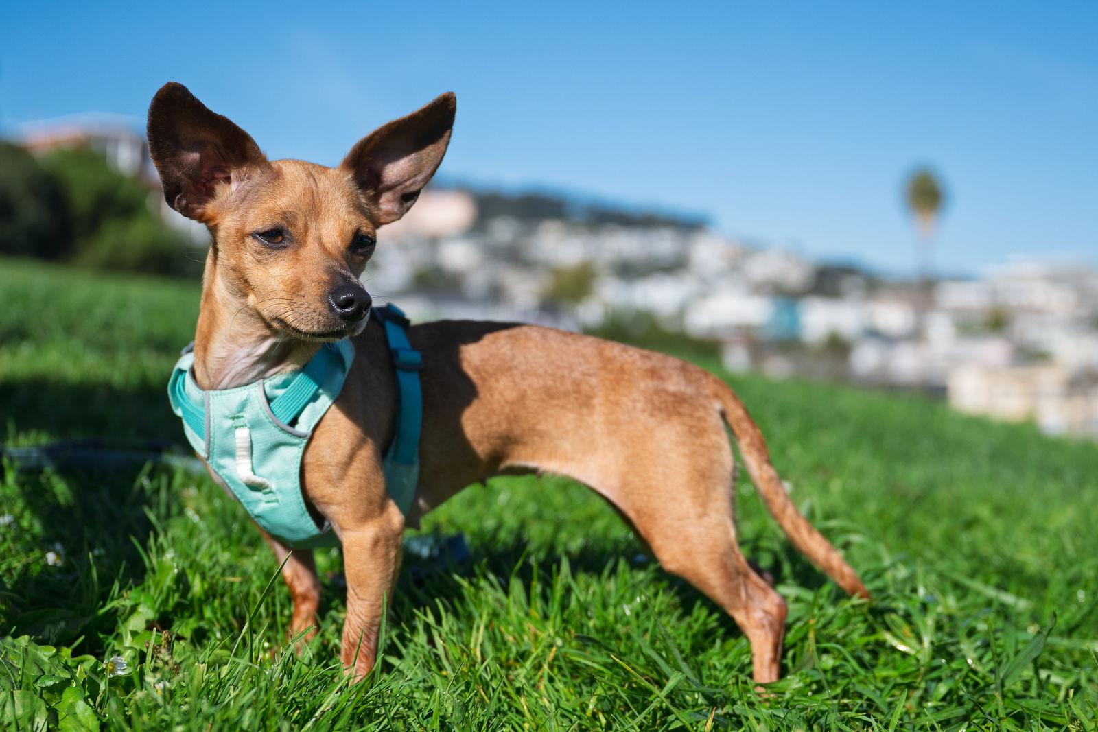Pepita, a Adopted mixed breed in San Francisco, CA image 2/3